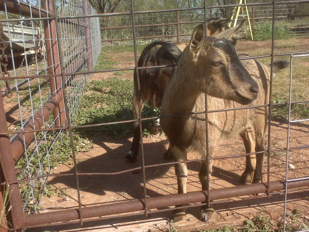Here they are! (Promised pictures included) - Goats