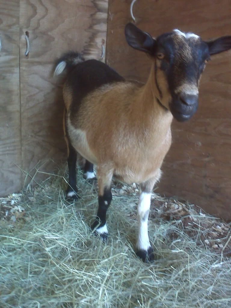 Here they are! (Promised pictures included) - Goats