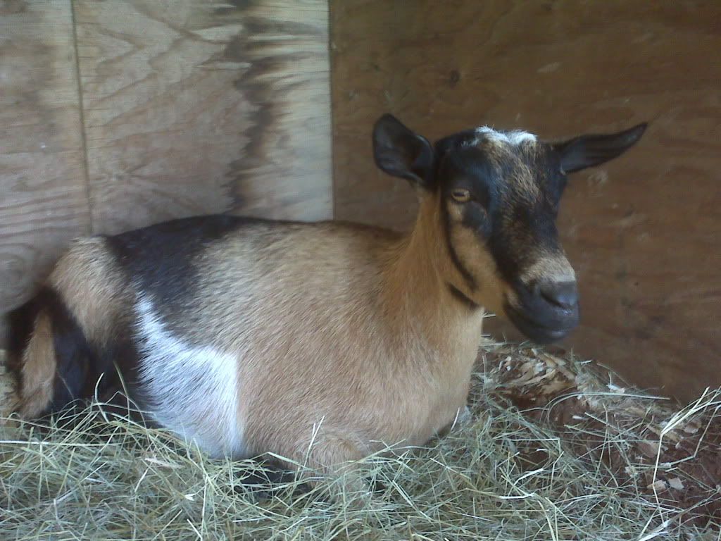 Here they are! (Promised pictures included) - Goats