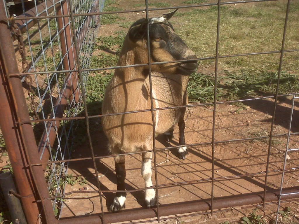 Here they are! (Promised pictures included) - Goats