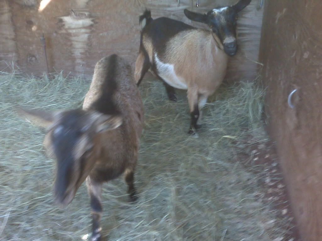 Here they are! (Promised pictures included) - Goats