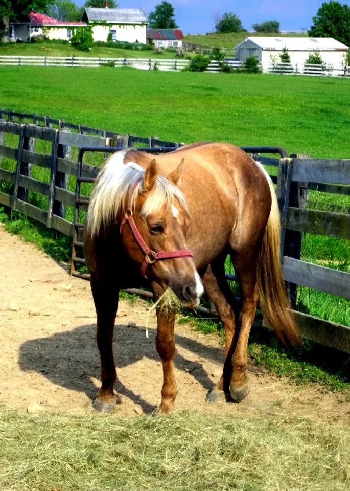 Palomino or possible Dunalino? Color