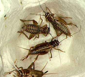crickets photo: Crickets groupcrickets.jpg