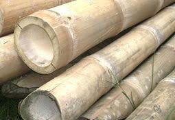 Bambu pilihan Bambu pilihan