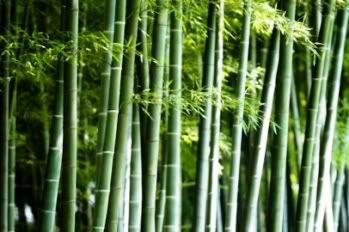 Keunggulan Produk dari Bambu 