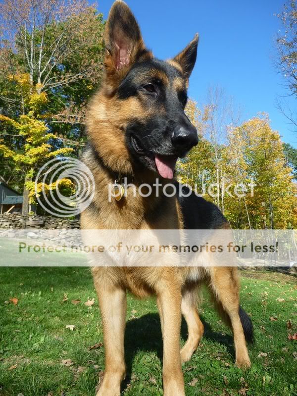 American Show Line GSD??? - Page 8 - German Shepherd Dog Forums